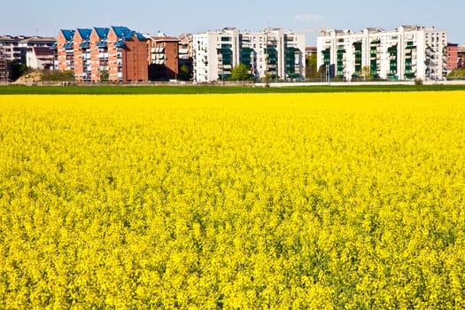 Field of yellow flowers in spring season close to the border of the city