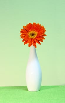 Flower of an orange gerber in a vase