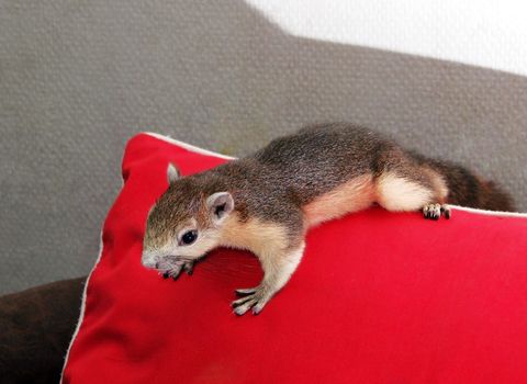 a brown squirrel on red pillow