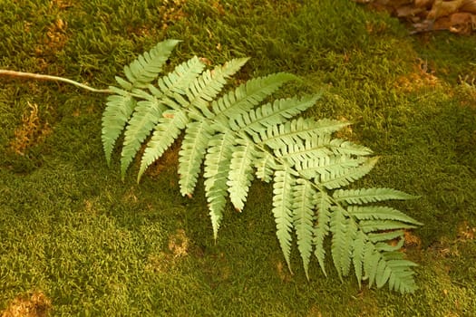 Ferns leaf on the background of a dark green moss in fall season