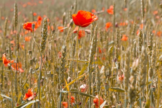 detail of golden wheat with red poppy 