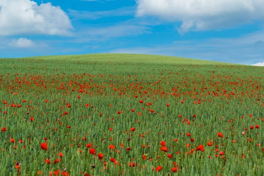 landscape with green wheat with red poppy and blue sky