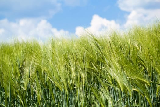 detail of organic green grains in summer time with blue sky