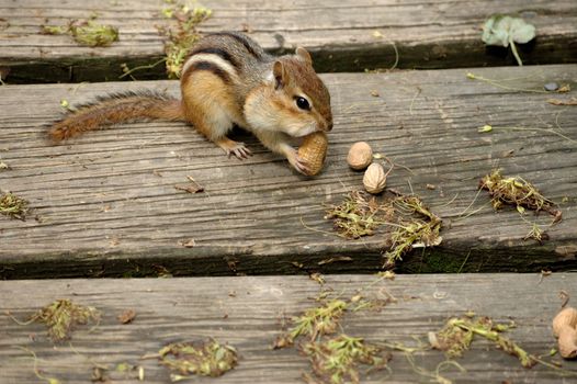An eastern chipmunk perched on a wooden walkway eating peanuts.