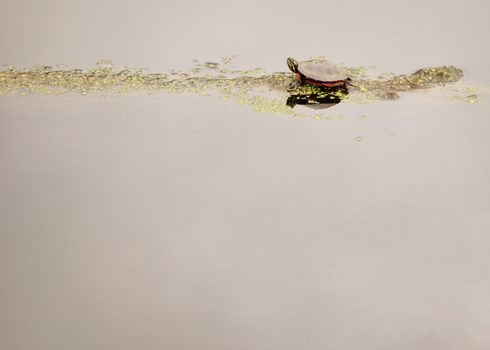 A group of four painted turtles perched on a log with copy space.