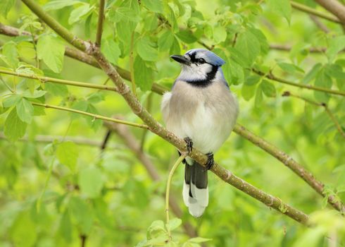 A blue jay perched on a tree branch.