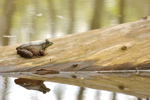 A bullfrog perched on a log in a swamp with reflection.