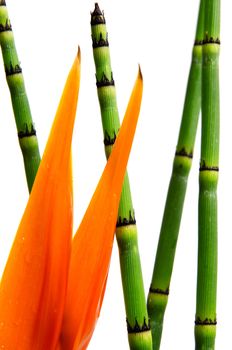 Close up of Strelitzia Reginae and reed , crane flower or bird of paradise, isolated on white background