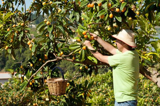 Agricultural worker during the loquat harvest season