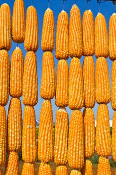 The corn in row on sky