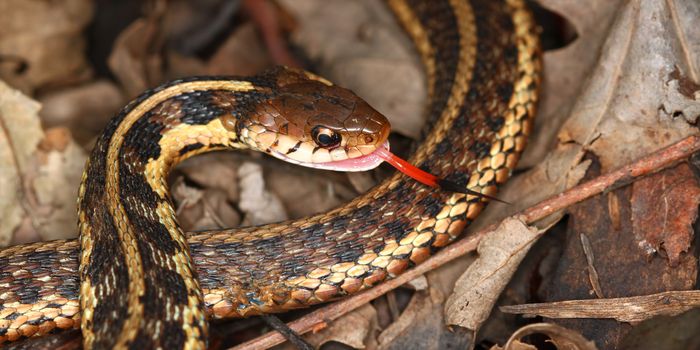 Garter Snake (Thamnophis sirtalis) with extended tongue in northern Illinois.