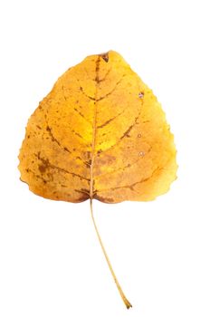Fall leaf isolated on white background.