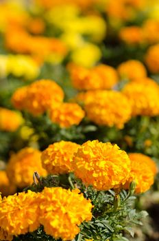 Marigold flower in yellow and orange color.
