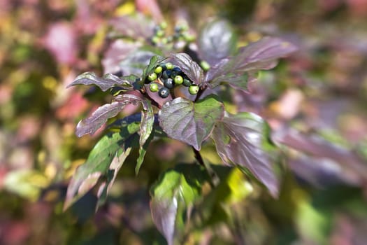green and black berries in autumn bush