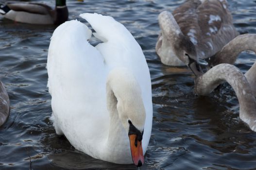 High resolution image. Ducks and swans on the bank of lake.