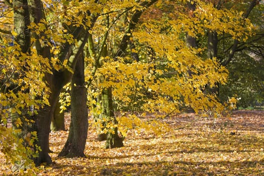 autumn in the park