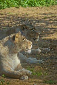 Two lions lying on the ground