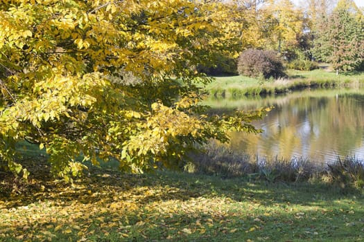 autumn in the park