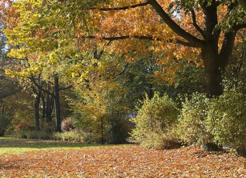 autumn in the park