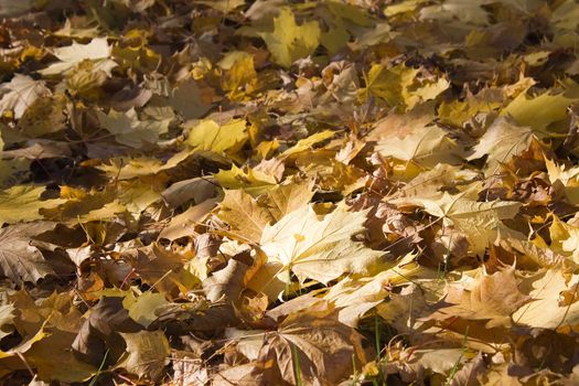 maple leaves covering the ground