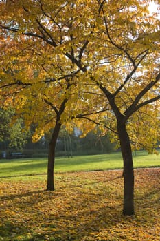 autumn in the park