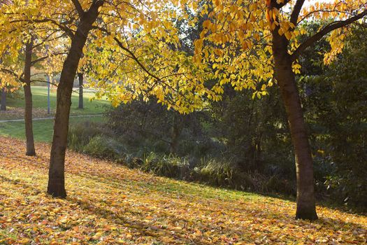 autumn in the park