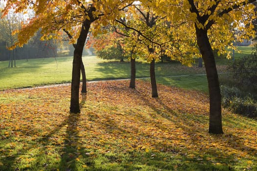 autumn in the park