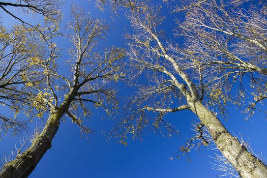 Silhouette a tree against a background of sky 