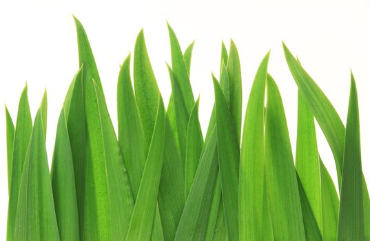 Green grass isolated on white background - many uses for environment related.