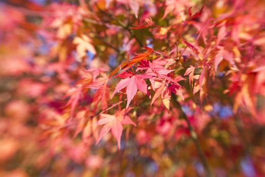 beautiful maple leaves 