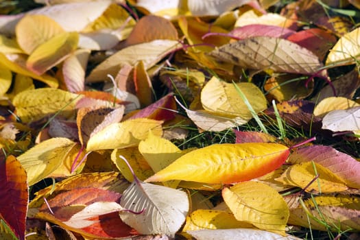 colorful autumn leaves 