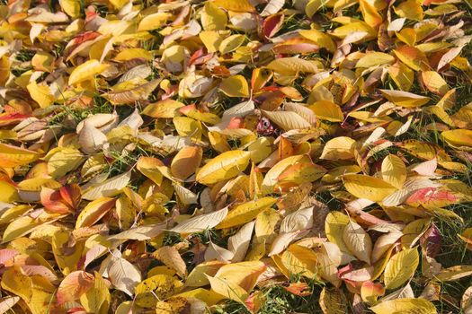 carpet of autumn leaves 