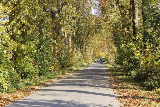 The road through the autumnal park.
