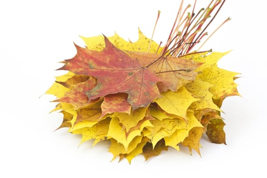 stacked maple leaves isolated on white background 