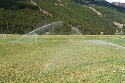 hay growing field is irrigated in the the morning 