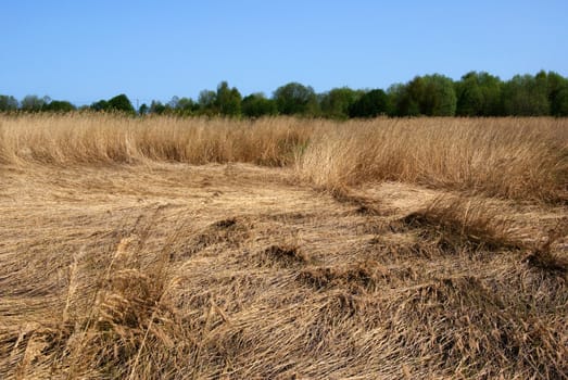 The dried up reed is tumbled down by a wind