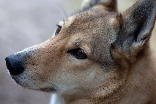 Portrait of a hunting dog at a small depth of field
