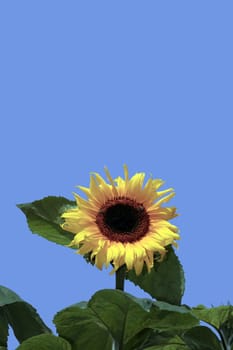 a tall sunflower against a beautiful blue sky