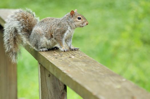 A gray squirrel perched on a fence.