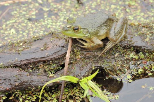 A bullfrog perched on a log in a swamp.