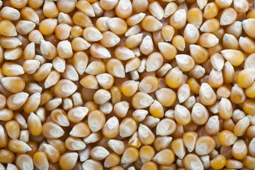 Yellow popcorn kernels food background