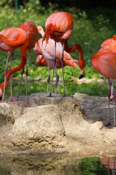 Flamingos at a lake in Northern Europe