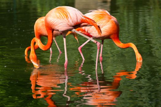 Flamingos at a lake in Northern Europe