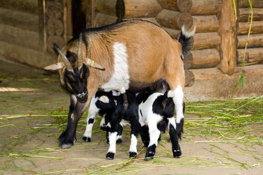 Goats in the summer evening sun in Northern Europe
