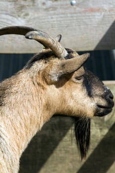 Goats in the summer evening sun in Northern Europe