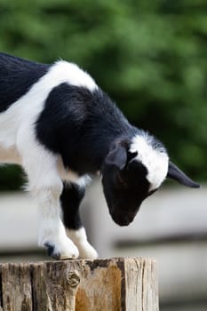 Goats in the summer evening sun in Northern Europe