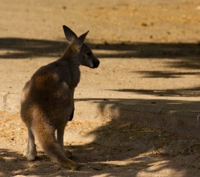 A young Kangaroo stands in the shade of the summer sun