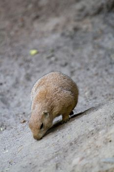 A Prairie Dog ventures out at the onset of the summer evening