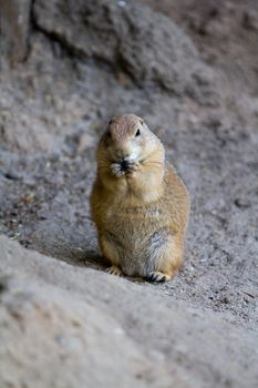 A Prairie Dog ventures out at the onset of the summer evening