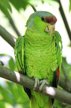 Military green parrot standing on a branch and looking at the photographer
